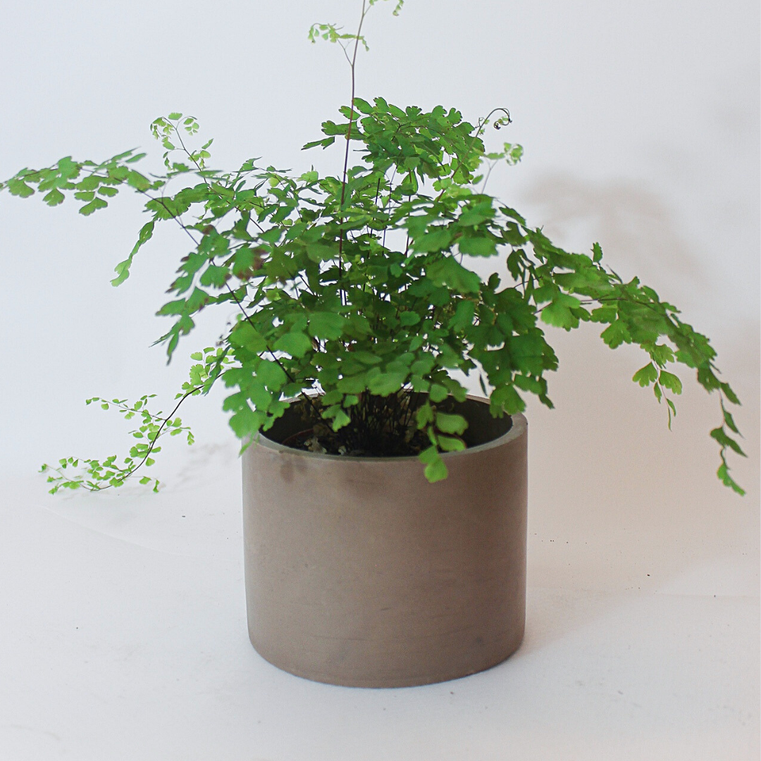 5" Round Basic Planter