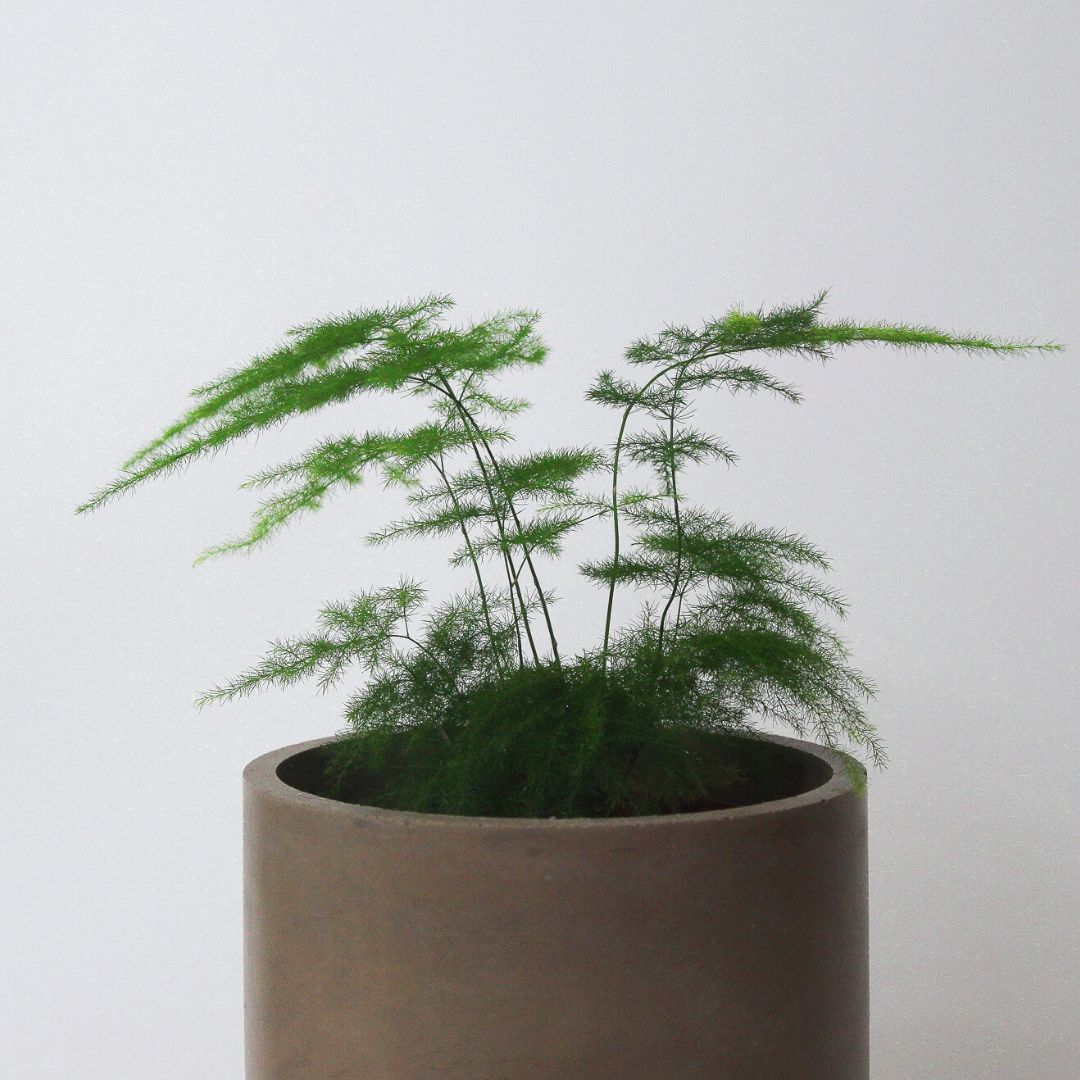 5" Round Basic Planter