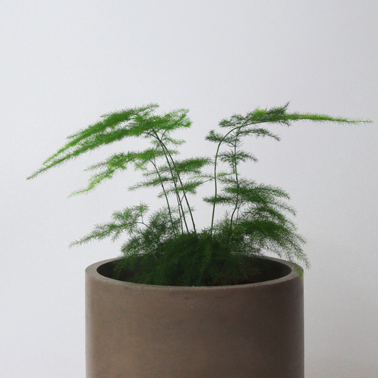 5" Round Basic Planter