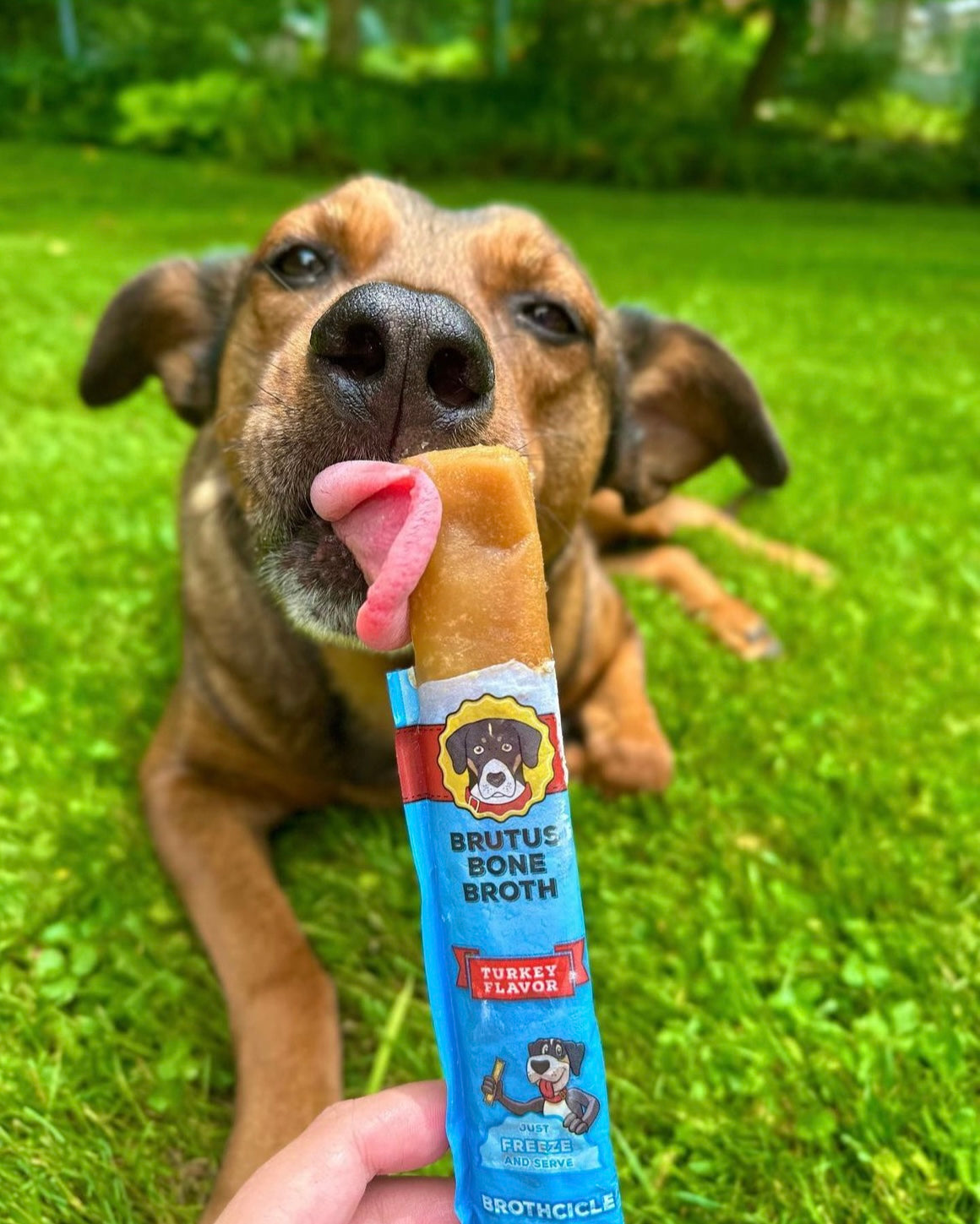 Brutus Brothcicles - 6 Pack