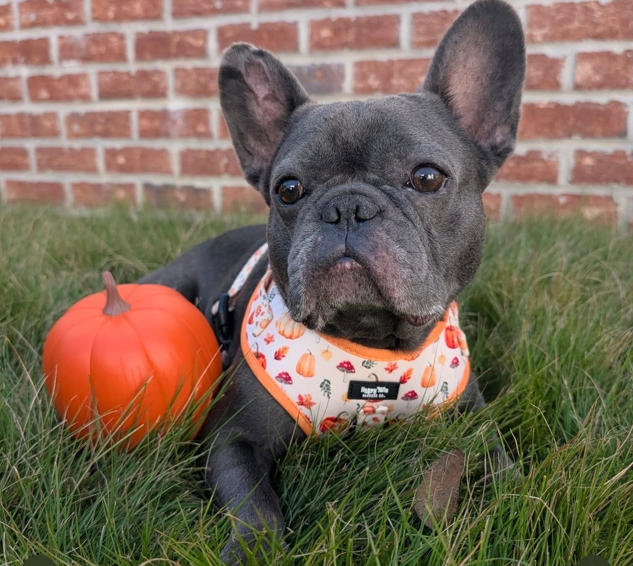Pumpkin Patch Harness + Leash Set