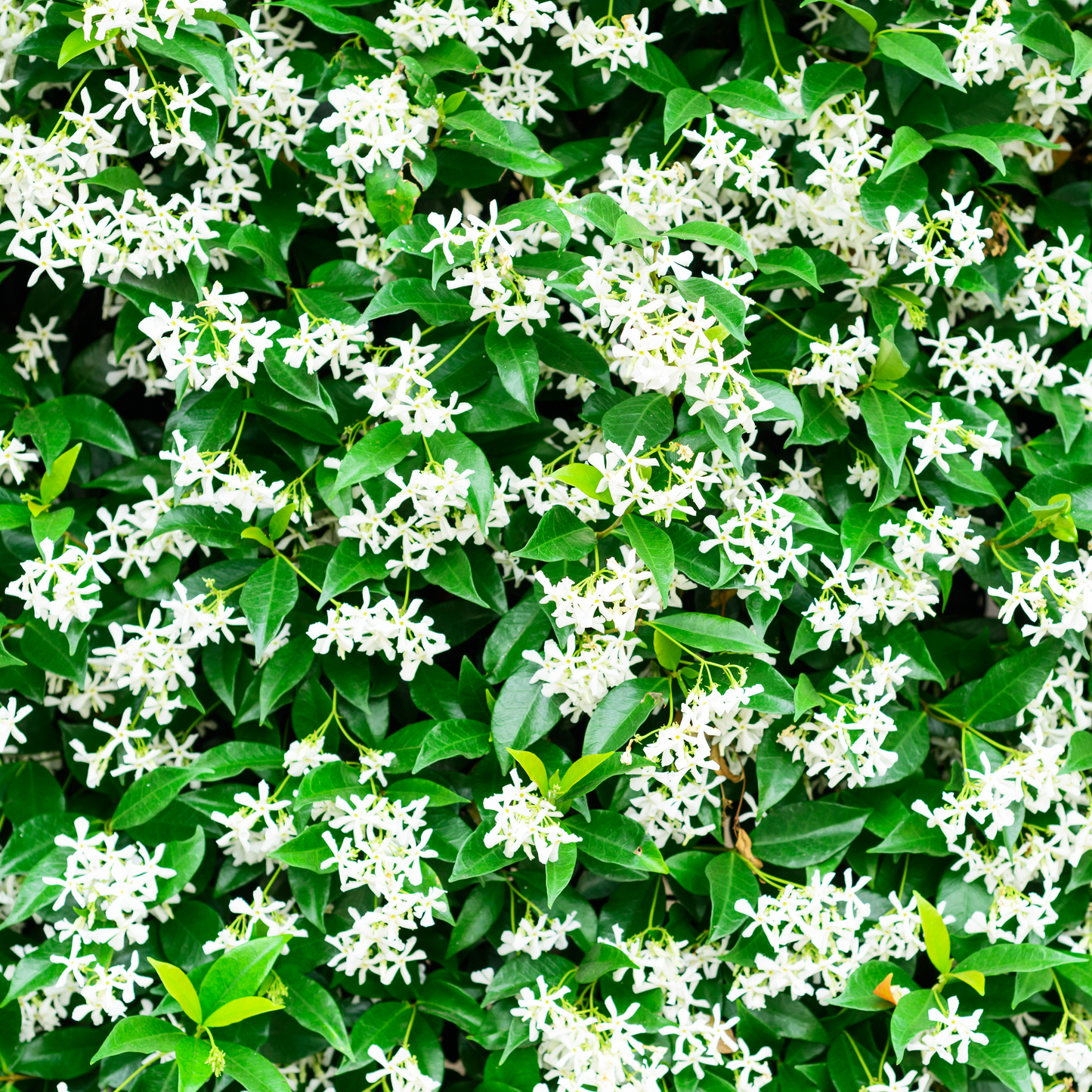 Jasmine Water