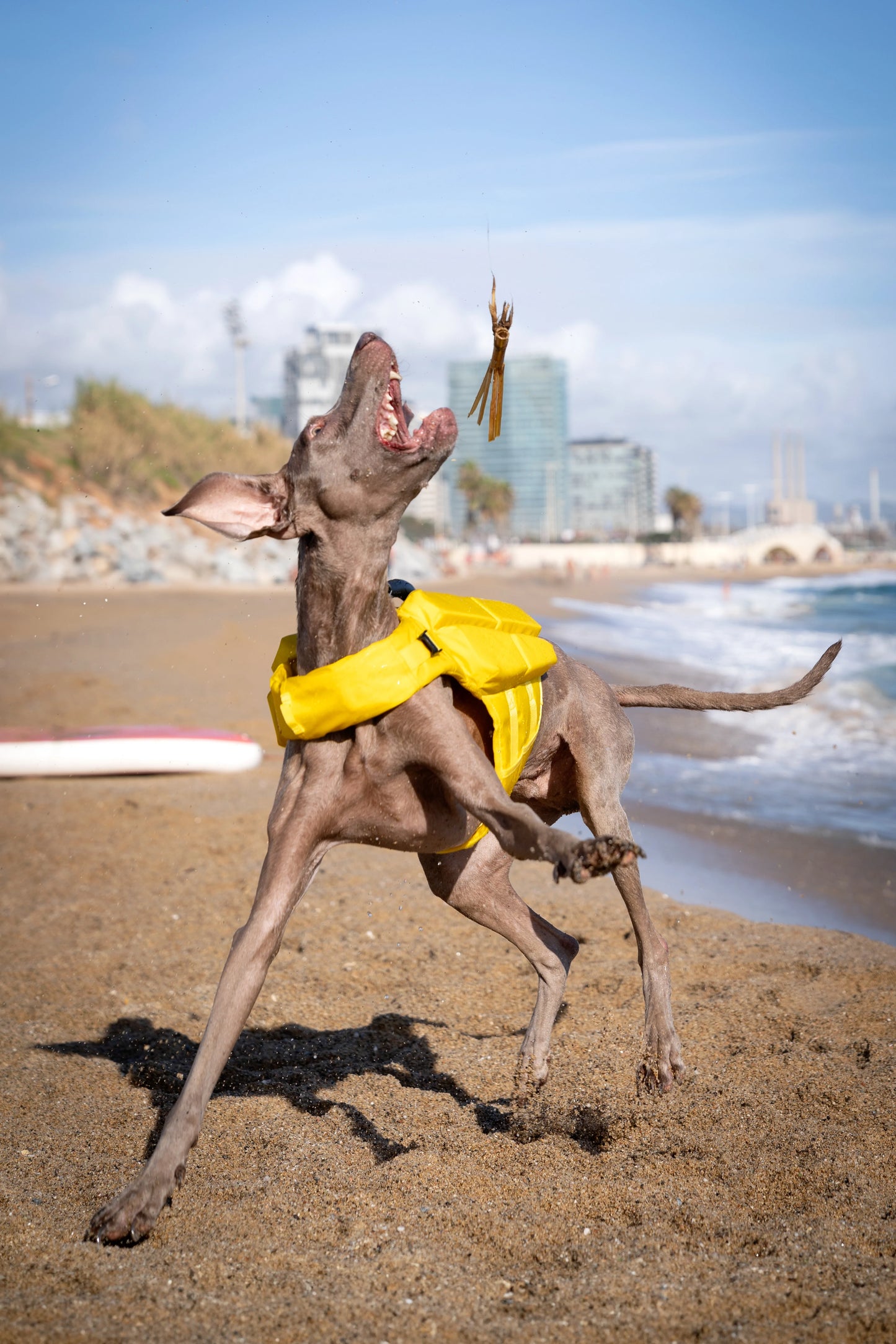 Human Standards Dog Lifejacket Design with 4x Foam for Maximum Buoyancy, Stability & Comfort - Yellow