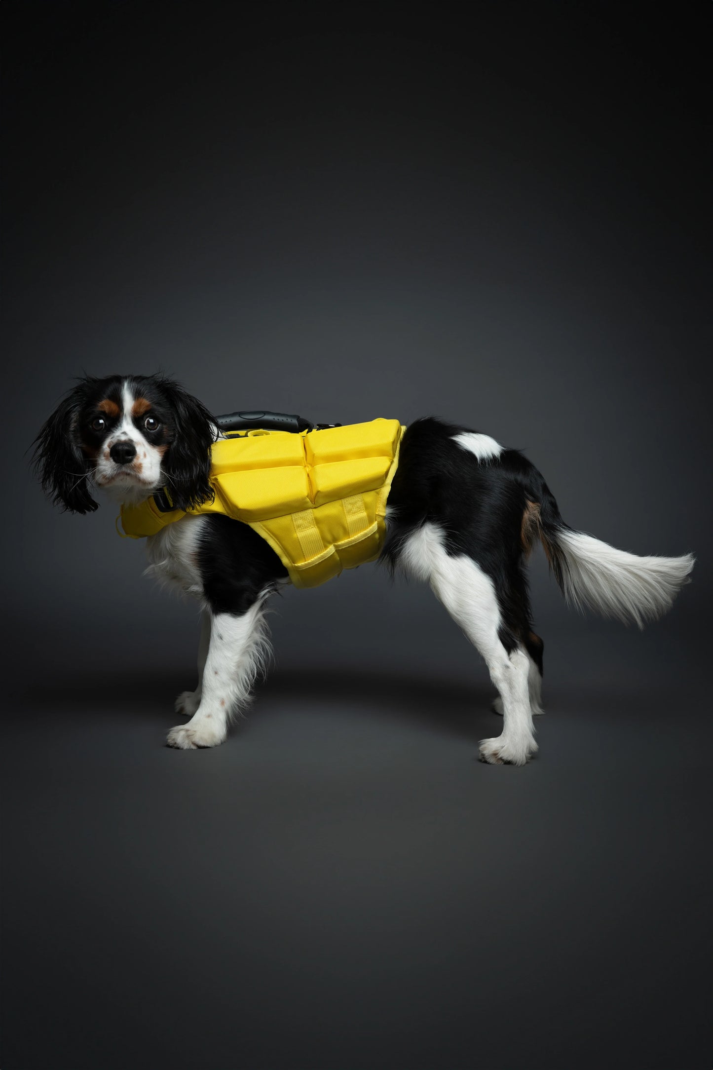 Human Standards Dog Lifejacket Design with 4x Foam for Maximum Buoyancy, Stability & Comfort - Yellow