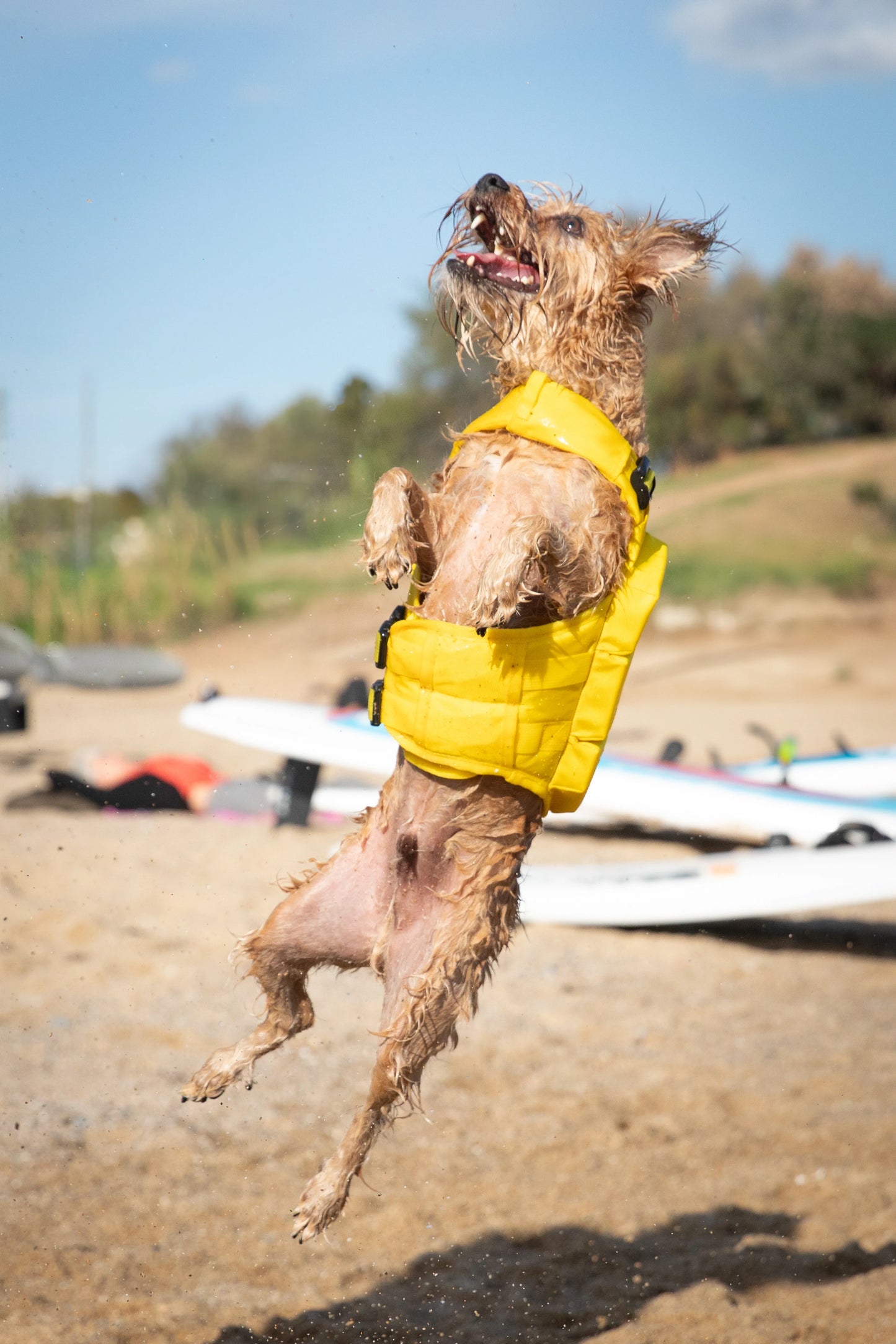 Human Standards Dog Lifejacket Design with 4x Foam for Maximum Buoyancy, Stability & Comfort - Yellow