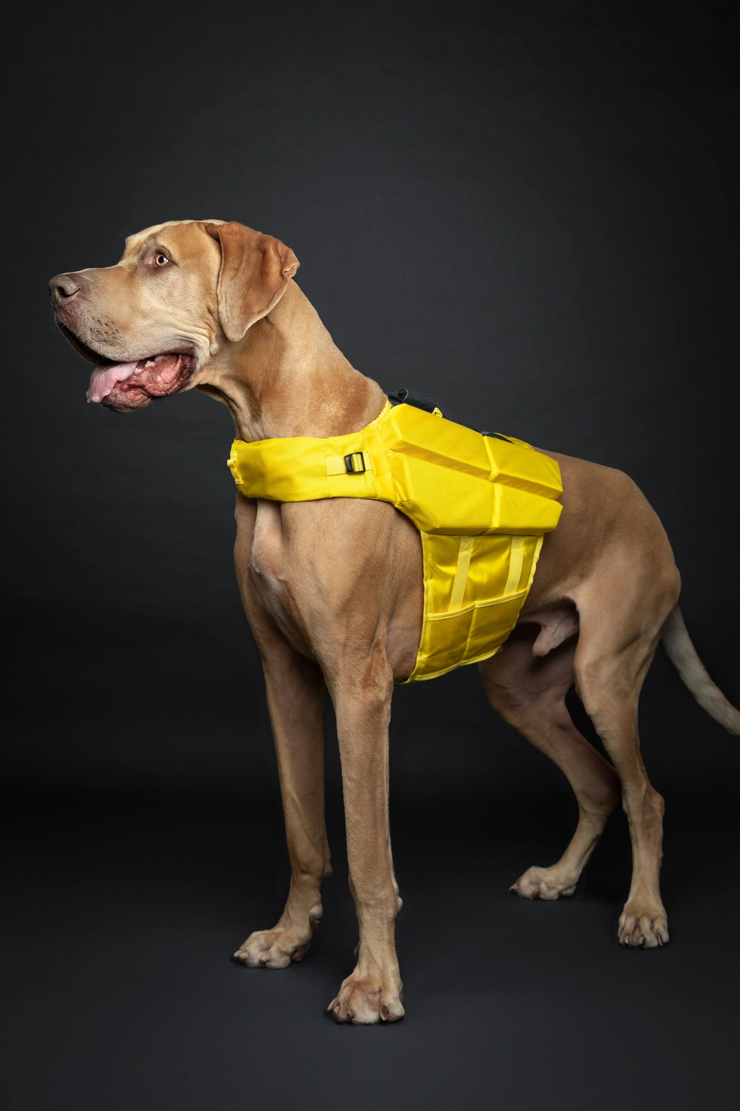 Human Standards Dog Lifejacket Design with 4x Foam for Maximum Buoyancy, Stability & Comfort - Yellow