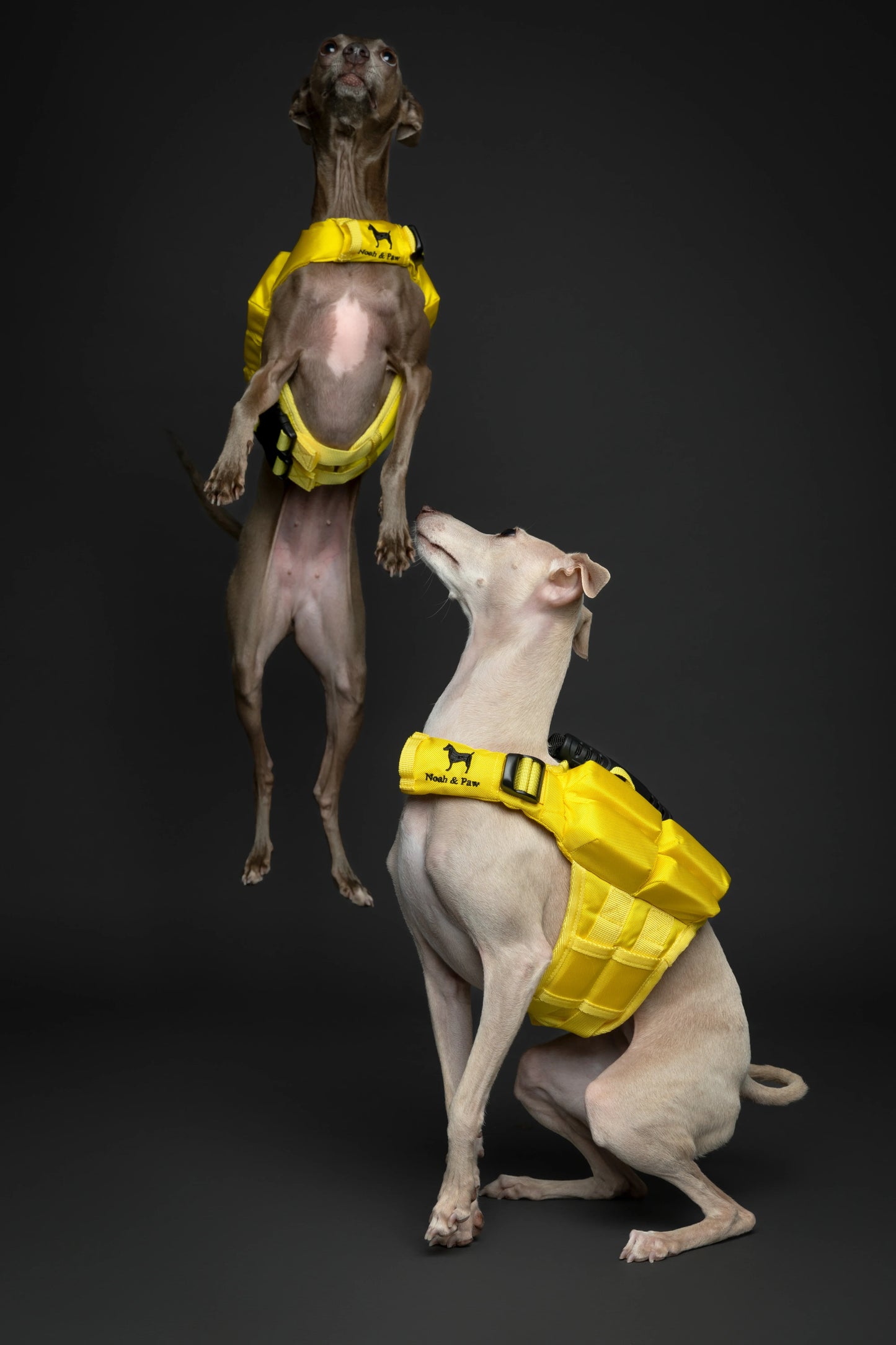 Human Standards Dog Lifejacket Design with 4x Foam for Maximum Buoyancy, Stability & Comfort - Yellow