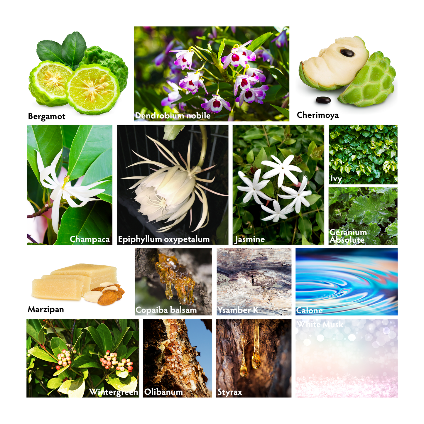 Oxypétala Large Crystal Diffuser