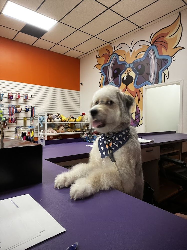 Pet Crew Pet Shop