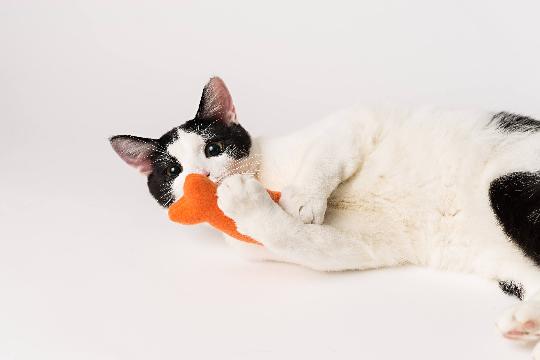 Tropical Catnip Fish 3-Pack Cat Toys
