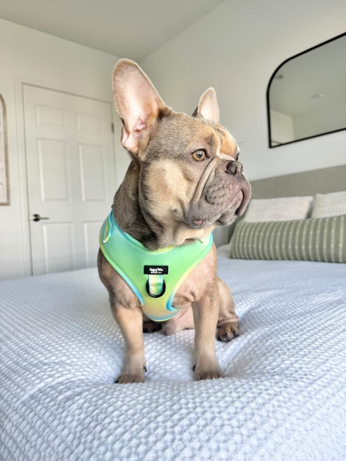 Pastel Breeze Adjustable Harness