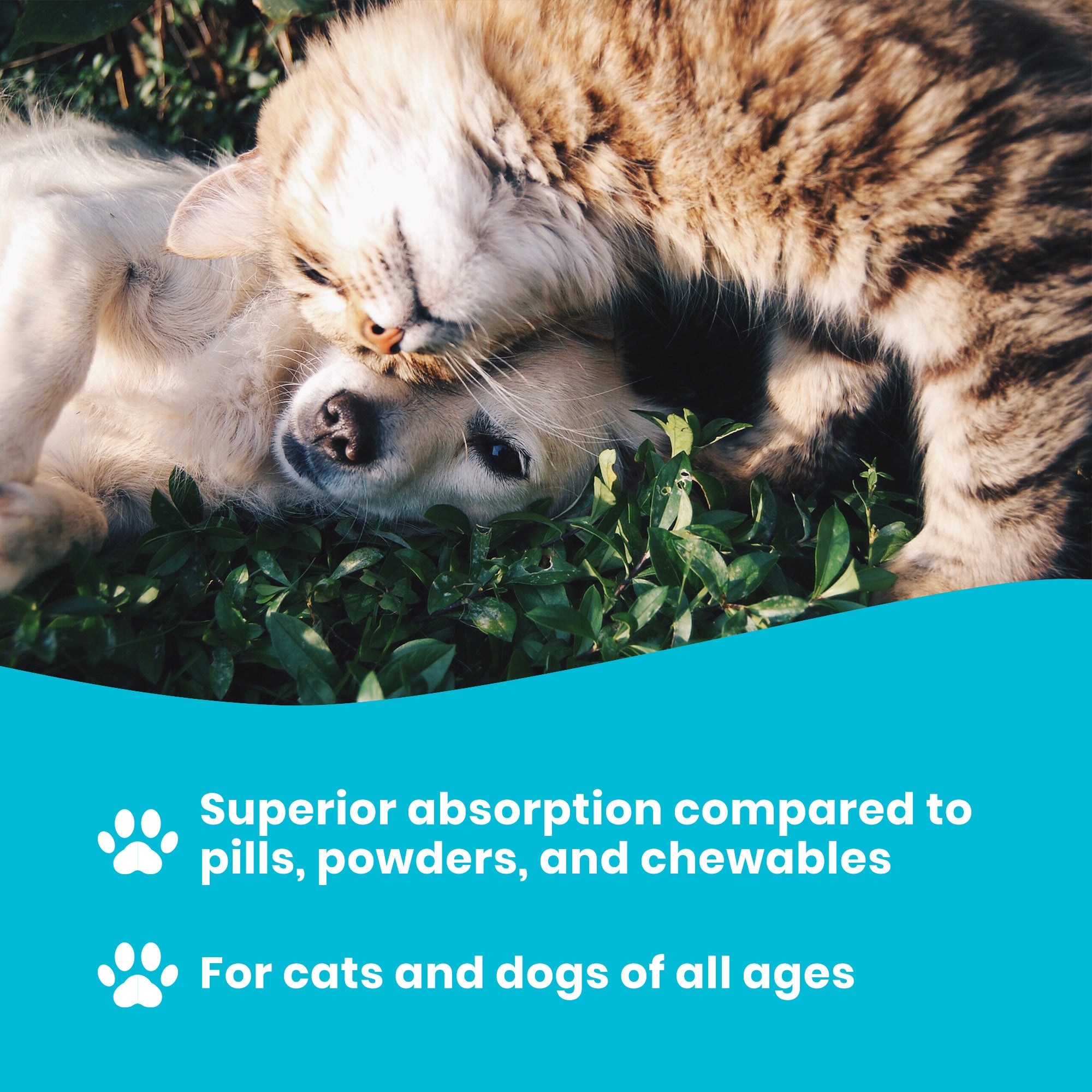 Omega-3 Fish Oil for Dogs and Cats
