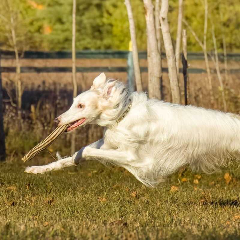 ECO-FETCHIN' STICK