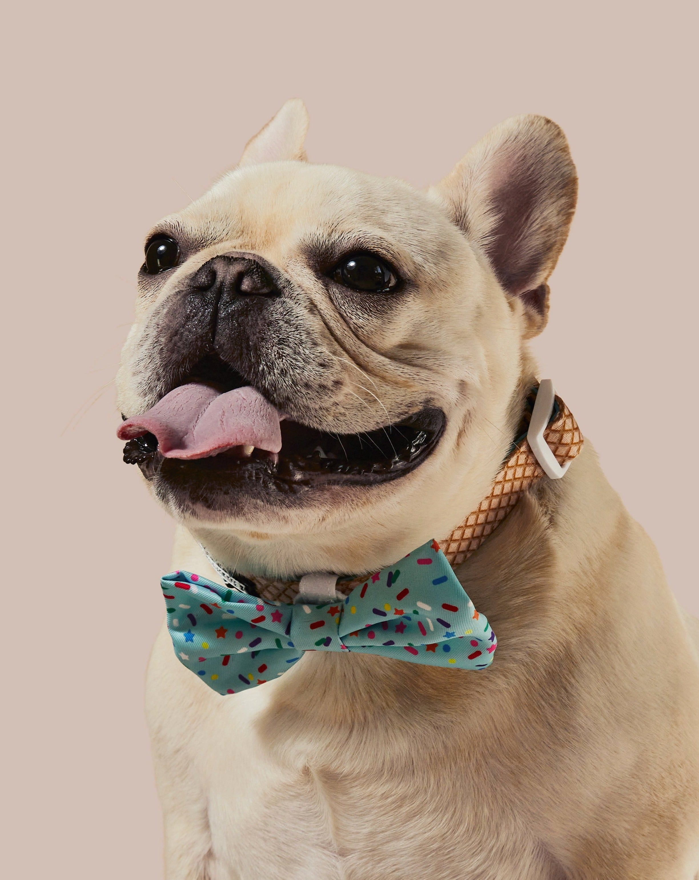 Sprinkle Me Blue Dog Collar & Bowtie