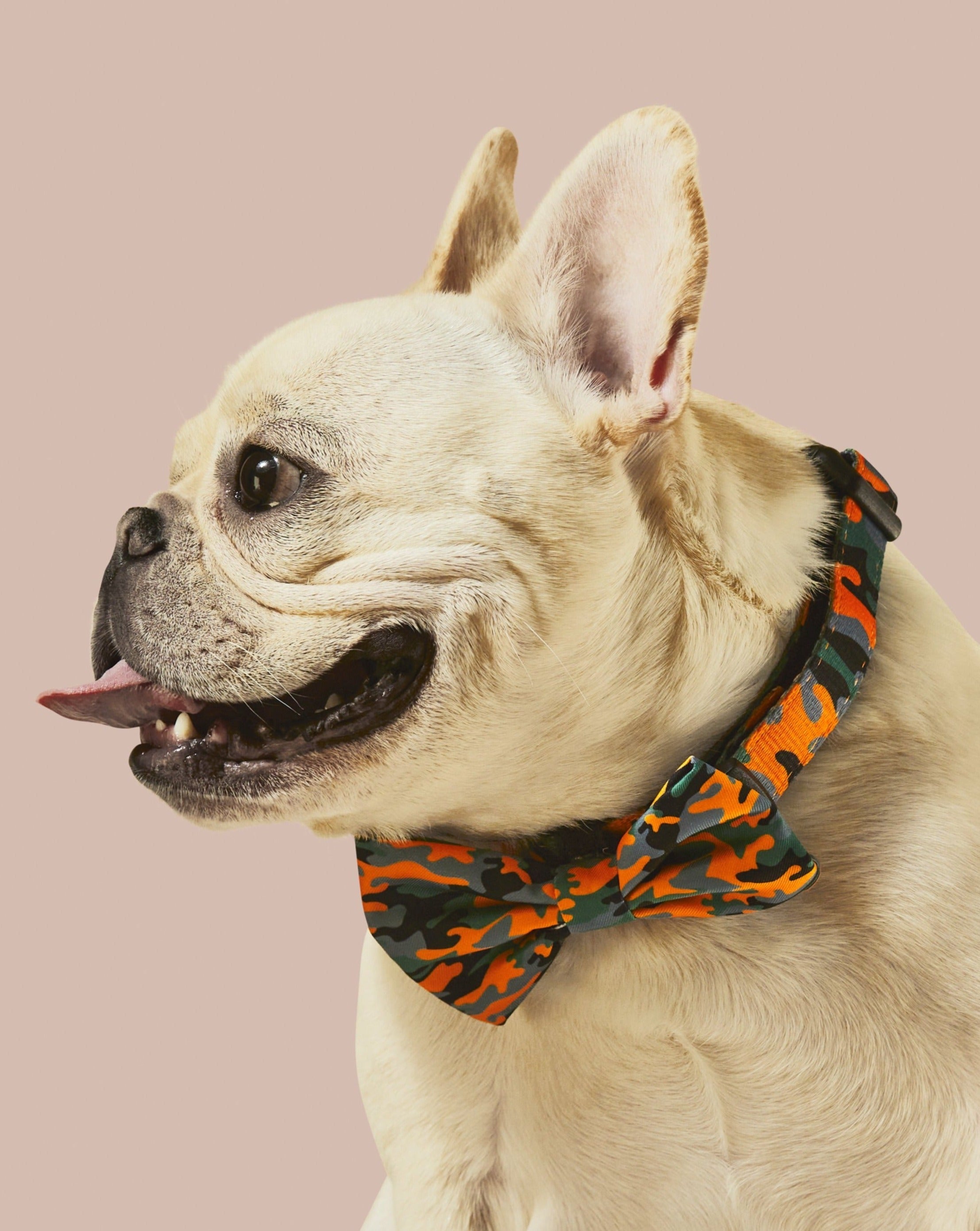 Camo QT Orange Collar & Bowtie