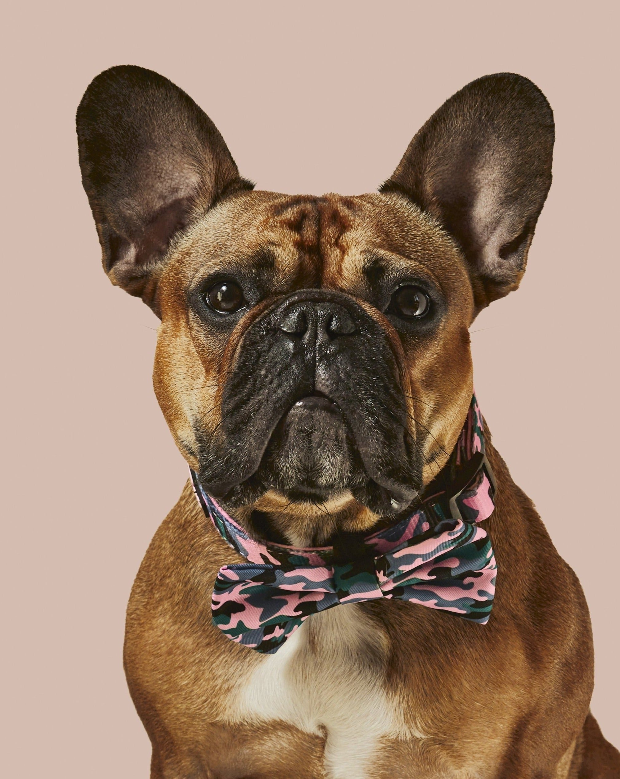 Camo QT Pink Collar and Bowtie