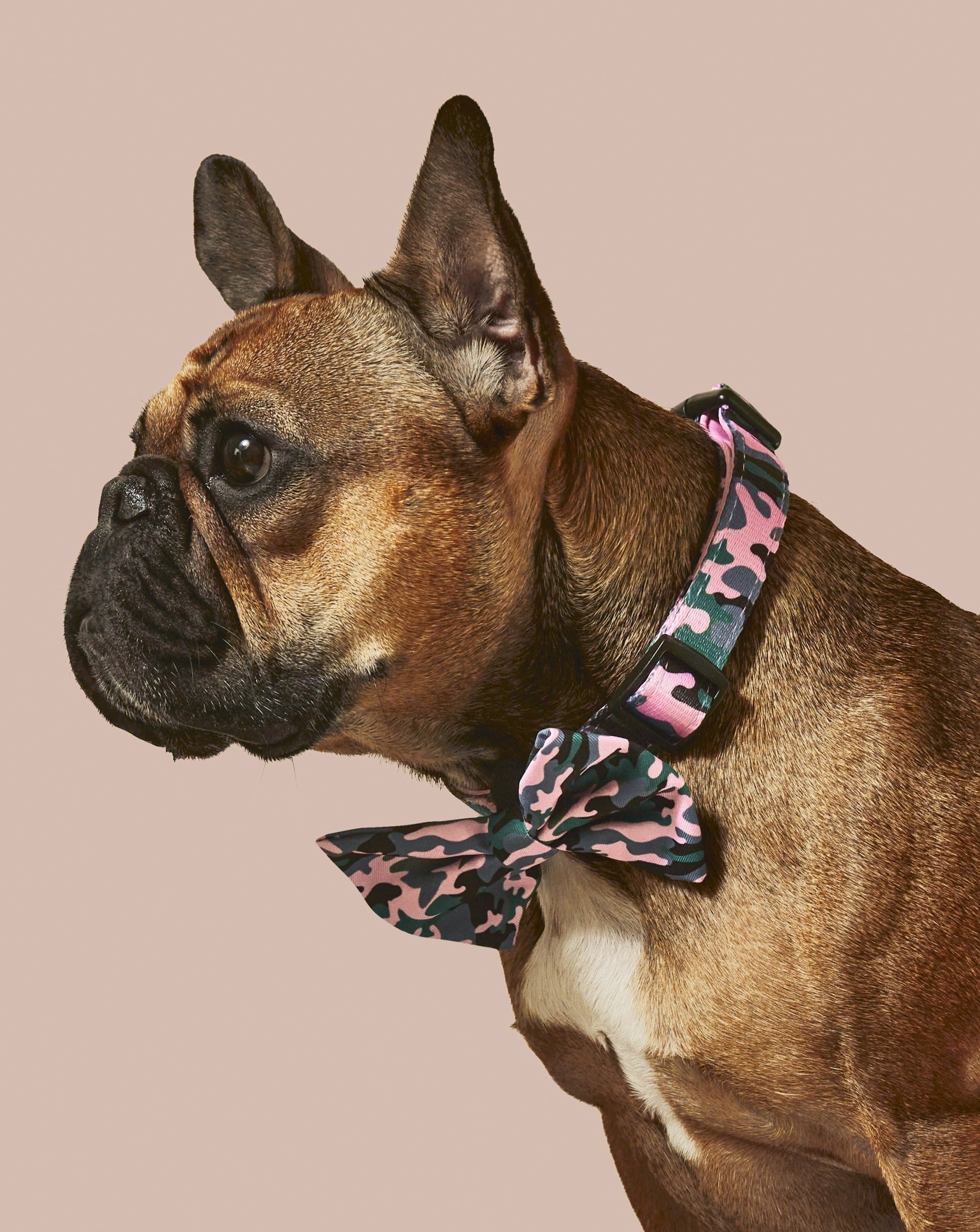 Camo QT Pink Collar and Bowtie