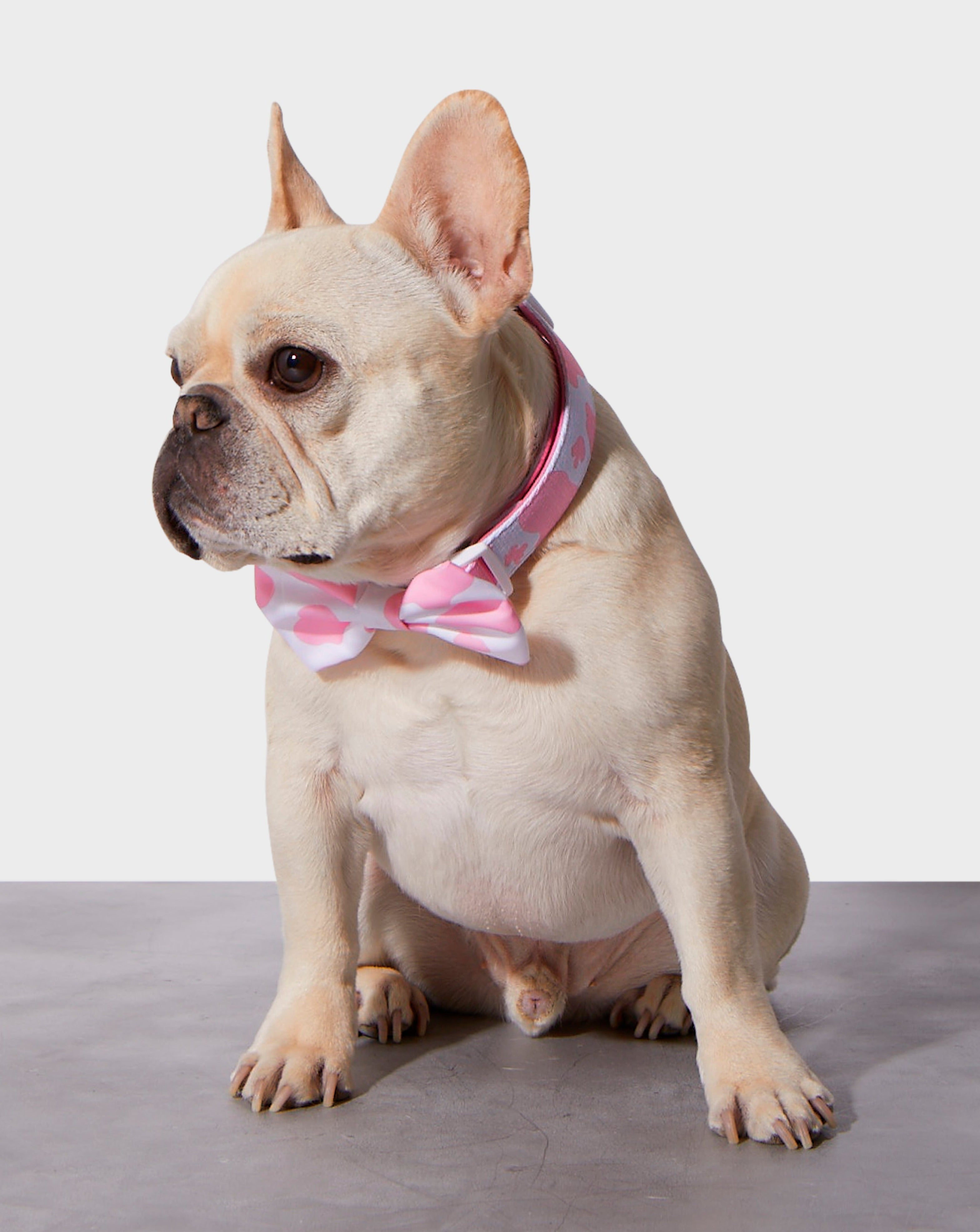 Pink Moo'd Collar & Bowtie