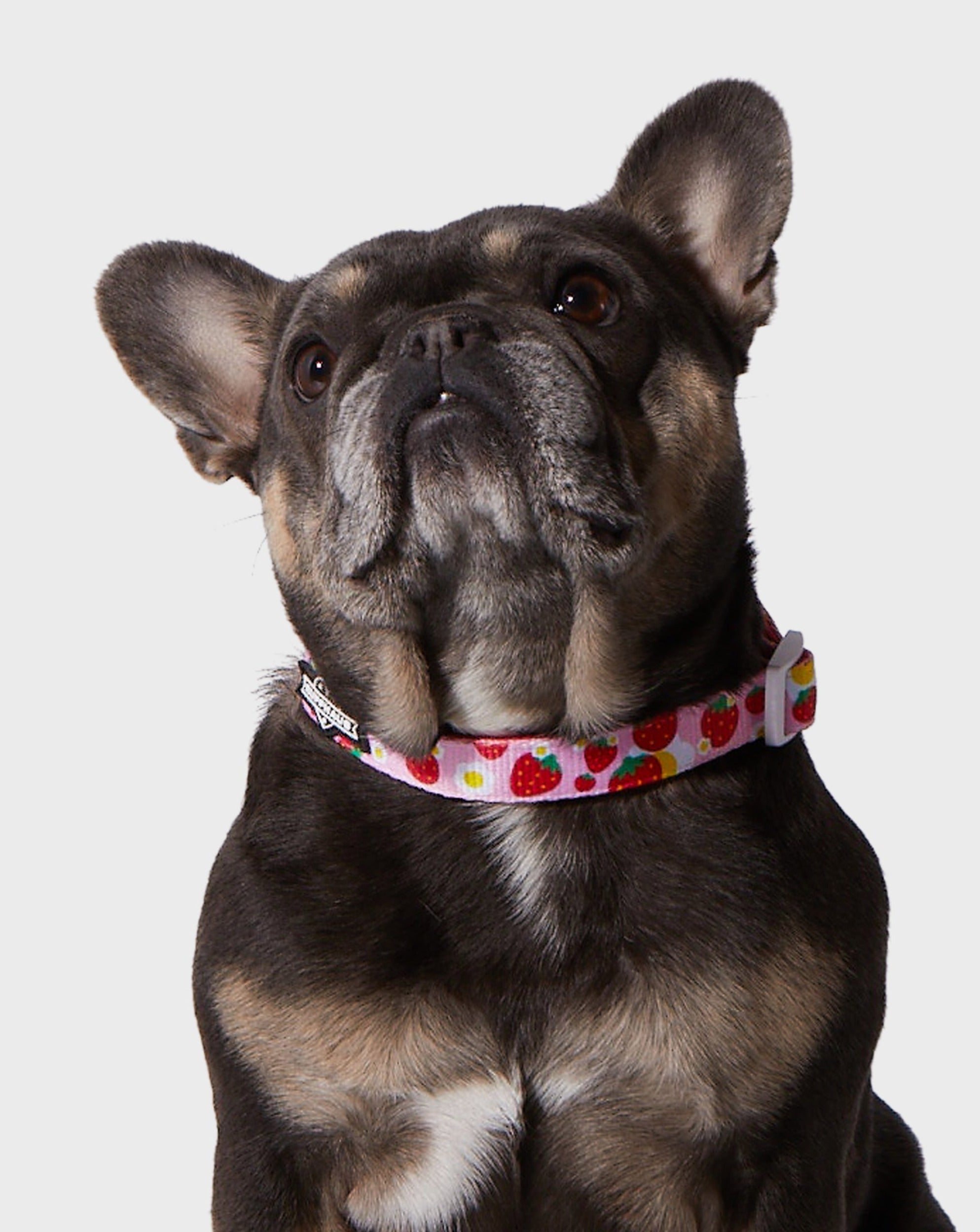 Strawberry Collar & Bowtie