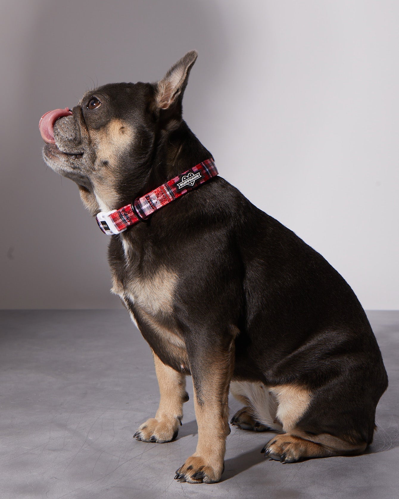 Puppy Love Plaid Dog Collar & Bowtie