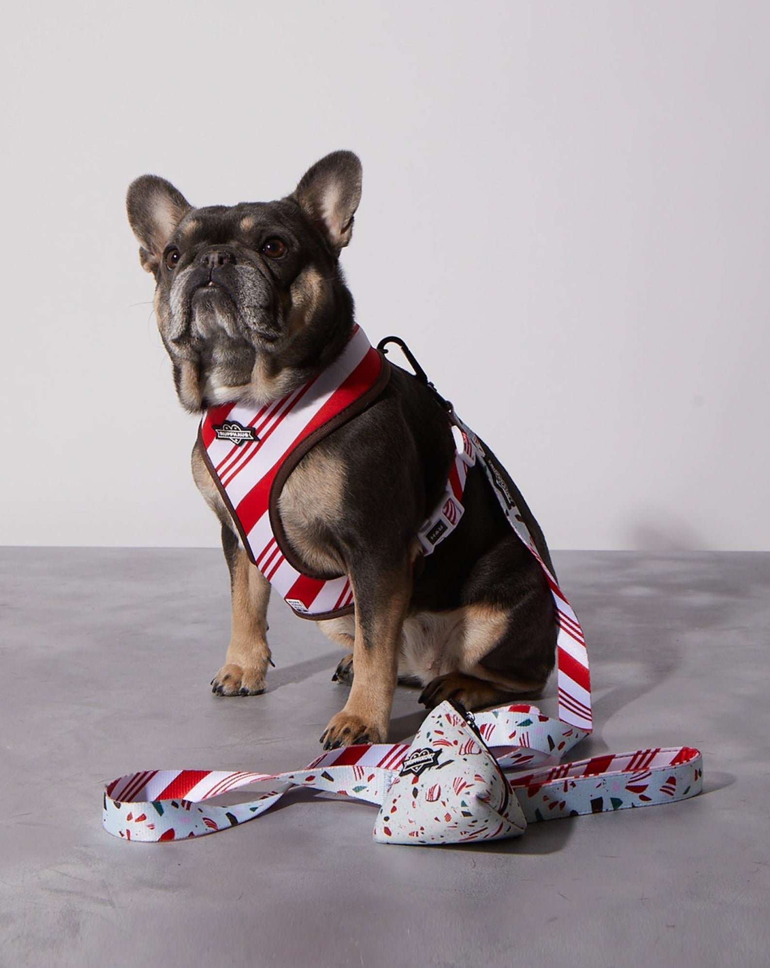 Peppermint Bark Dog Leash