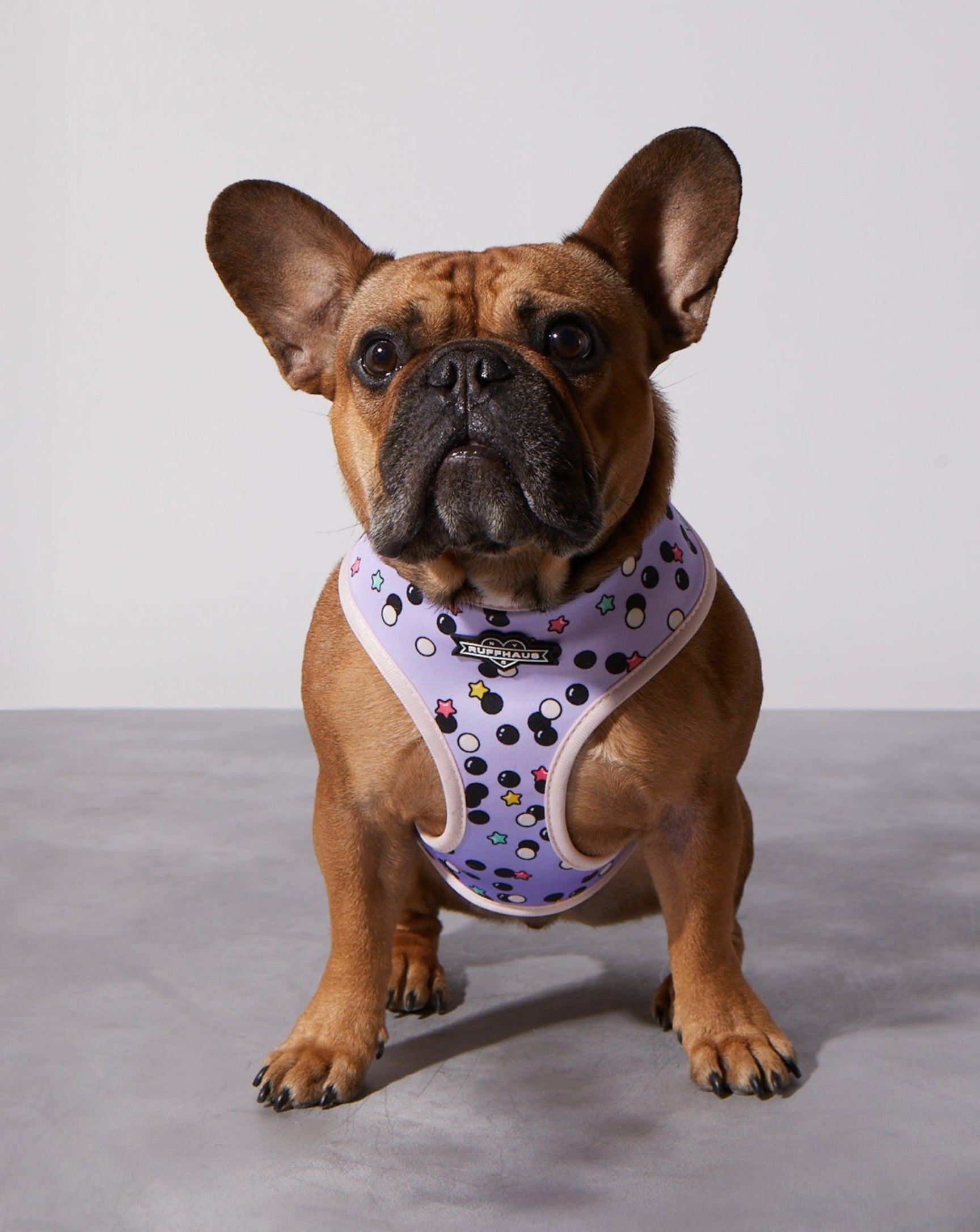 Taro Boba Reversible Harness