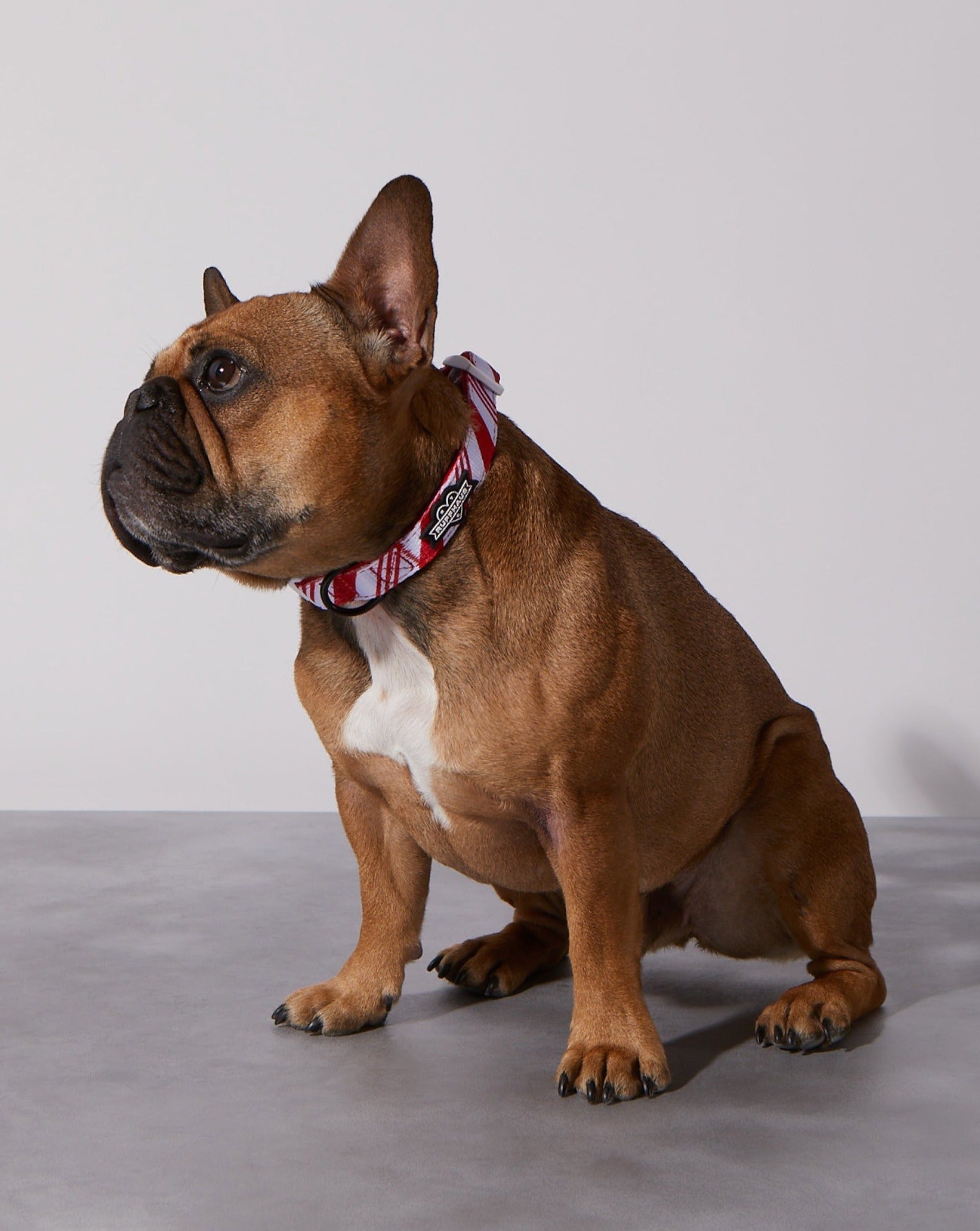 Candy Cane Dog Collar & Bowtie