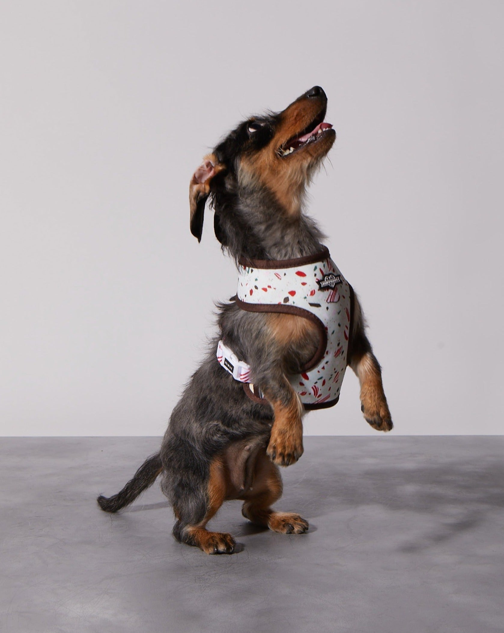 Peppermint Bark Reversible Harness