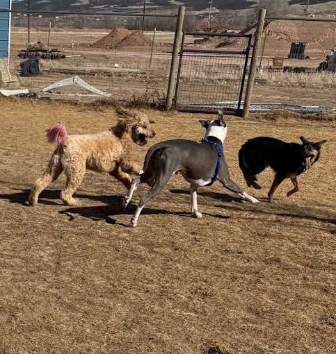 Precious Paws Dog Boarding and Daycare