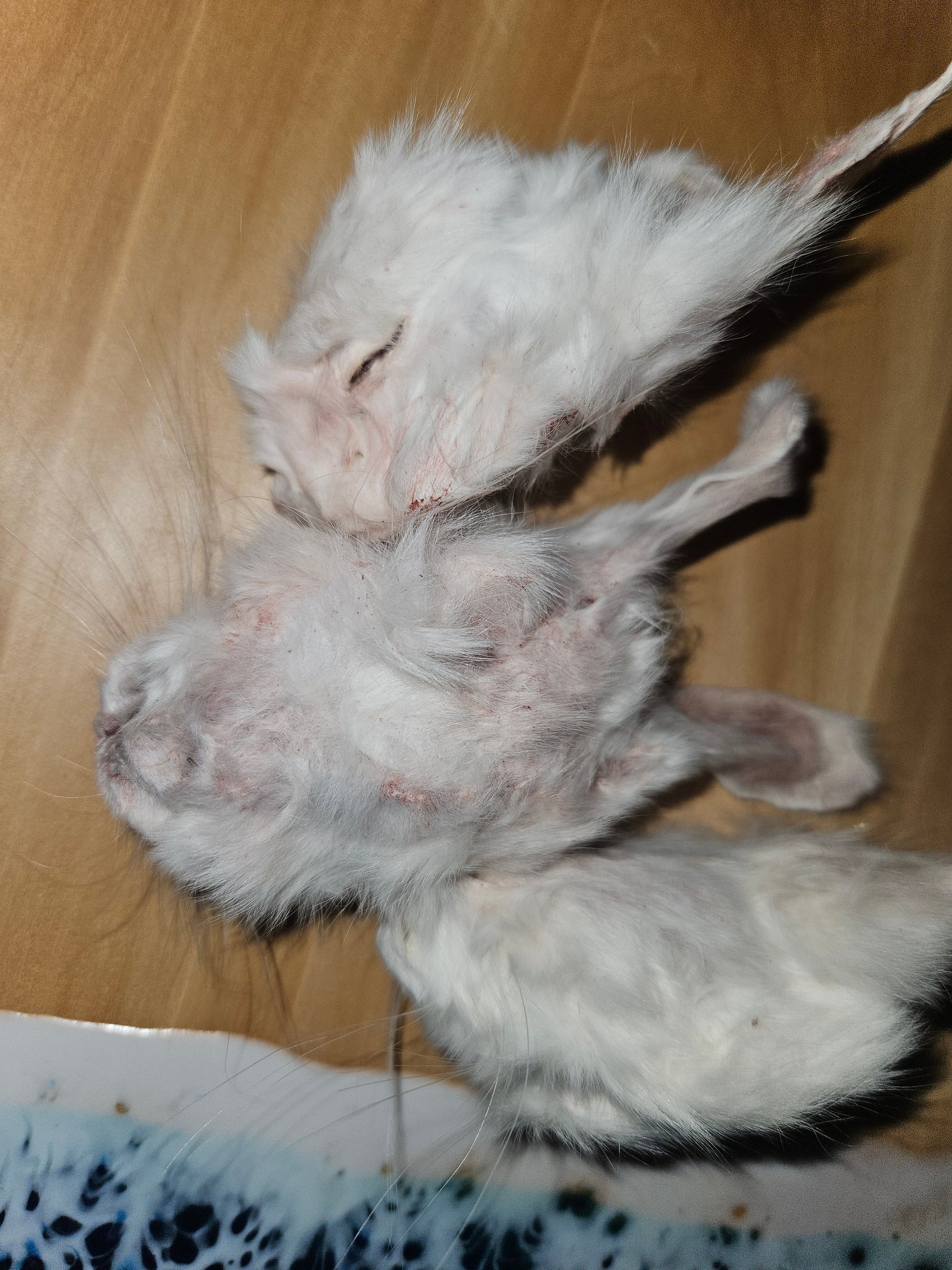 Rabbit Heads (Mix Bulk)