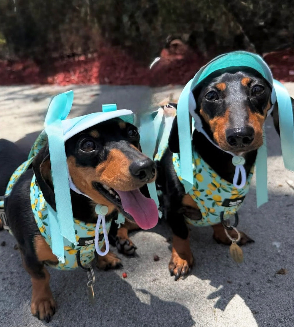 Lemon Drop Adjustable Harness