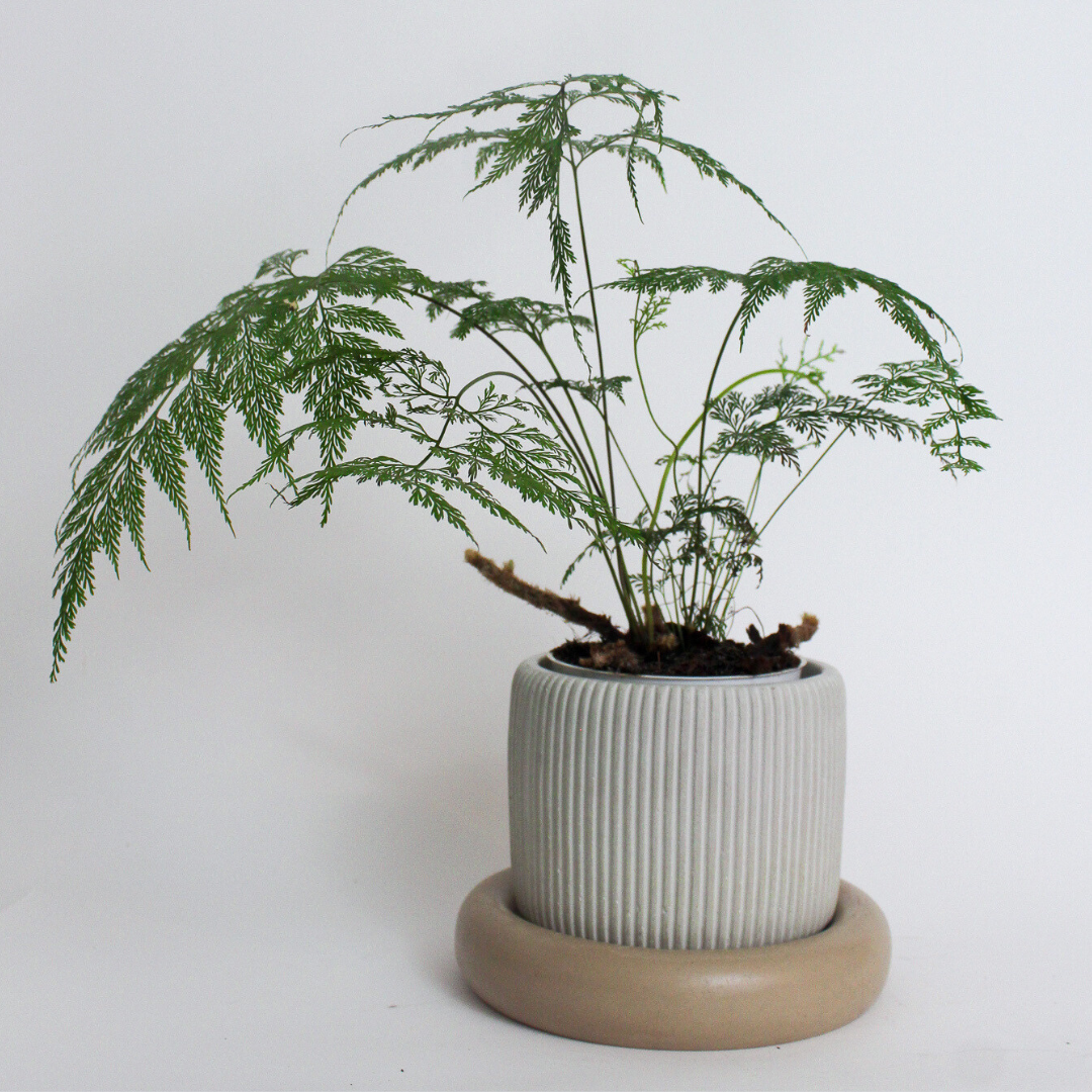 Ribbed Round Planter