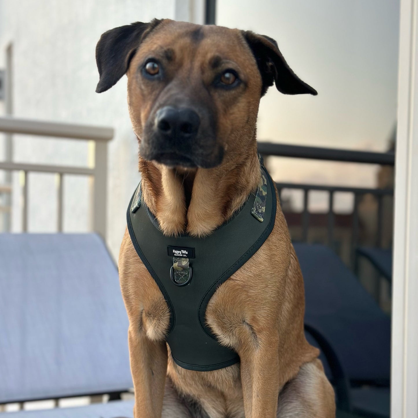 Camo Canine Walking Set