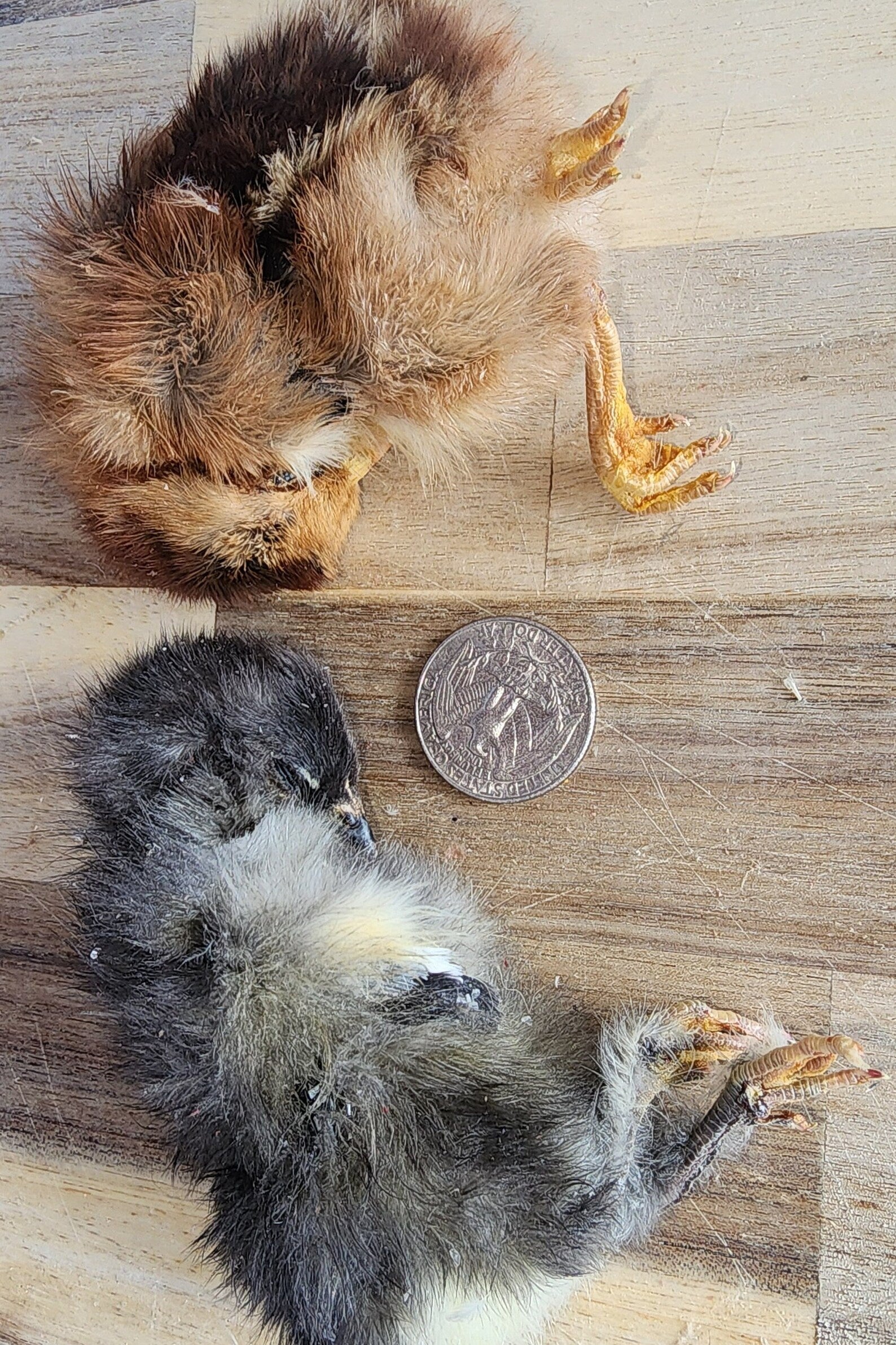 Freeze Dried Chicken (Baby)
