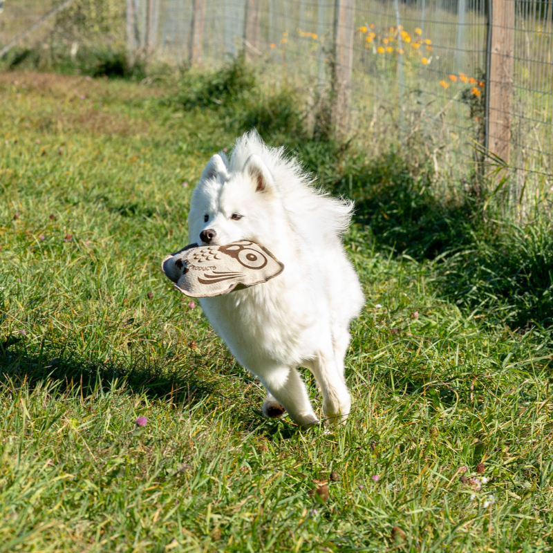 ECO-OWL BUDDY
