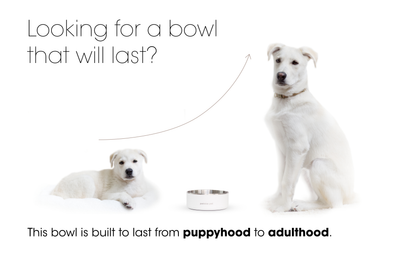 Human-grade Stainless Steel Pet Bowl