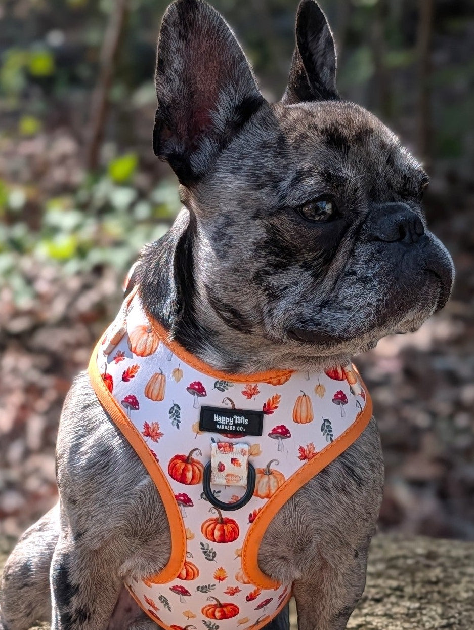 Pumpkin Patch Harness + Leash Set