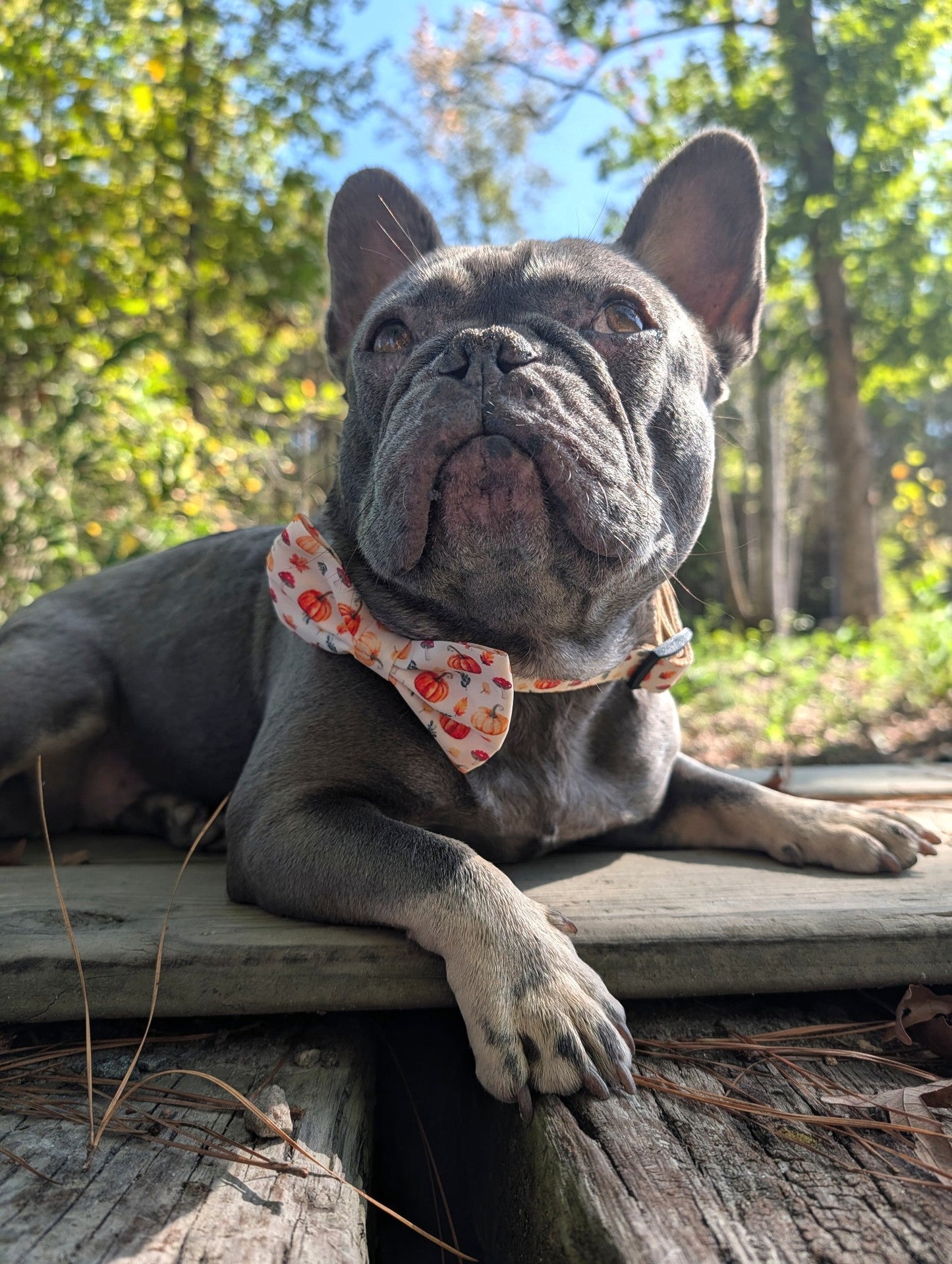 Pumpkin Patch Collar