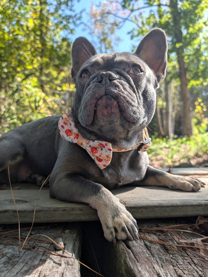 Pumpkin Patch Collar