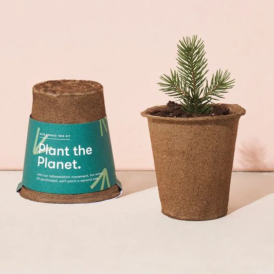 "Get Growing" Mindful Forest Tree Growing Kit - Blue Spruce