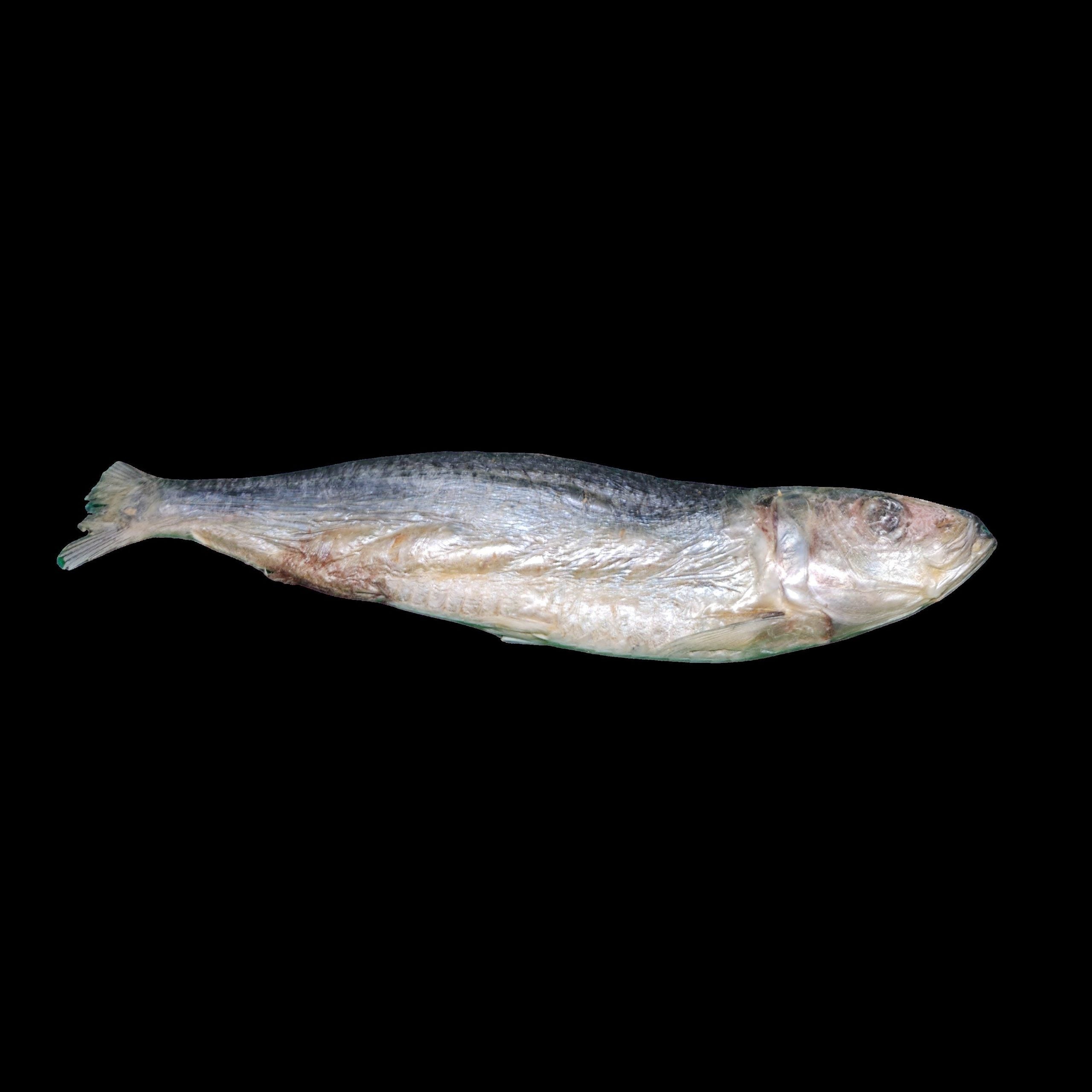 Freeze Dried Sardine