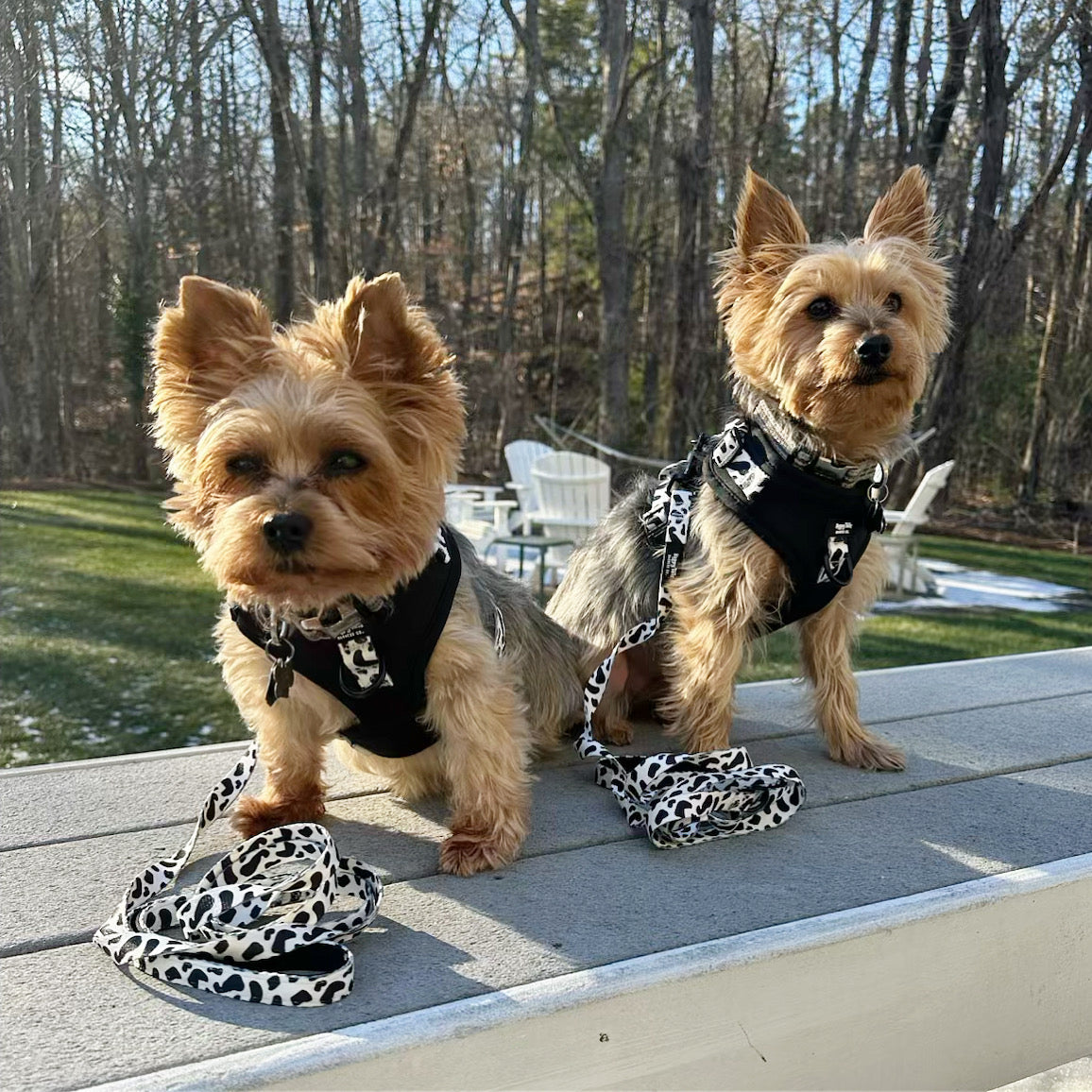 Dairy Dog Poop Bag Holder