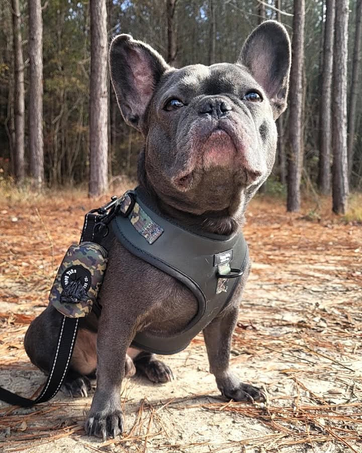 Camo Canine Walking Set