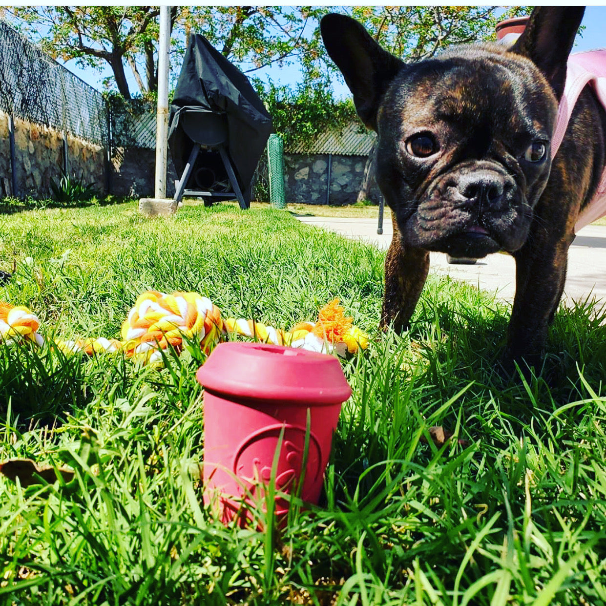 Coffee Cup Durable Rubber Chew Toy and Treat Dispenser - pink
