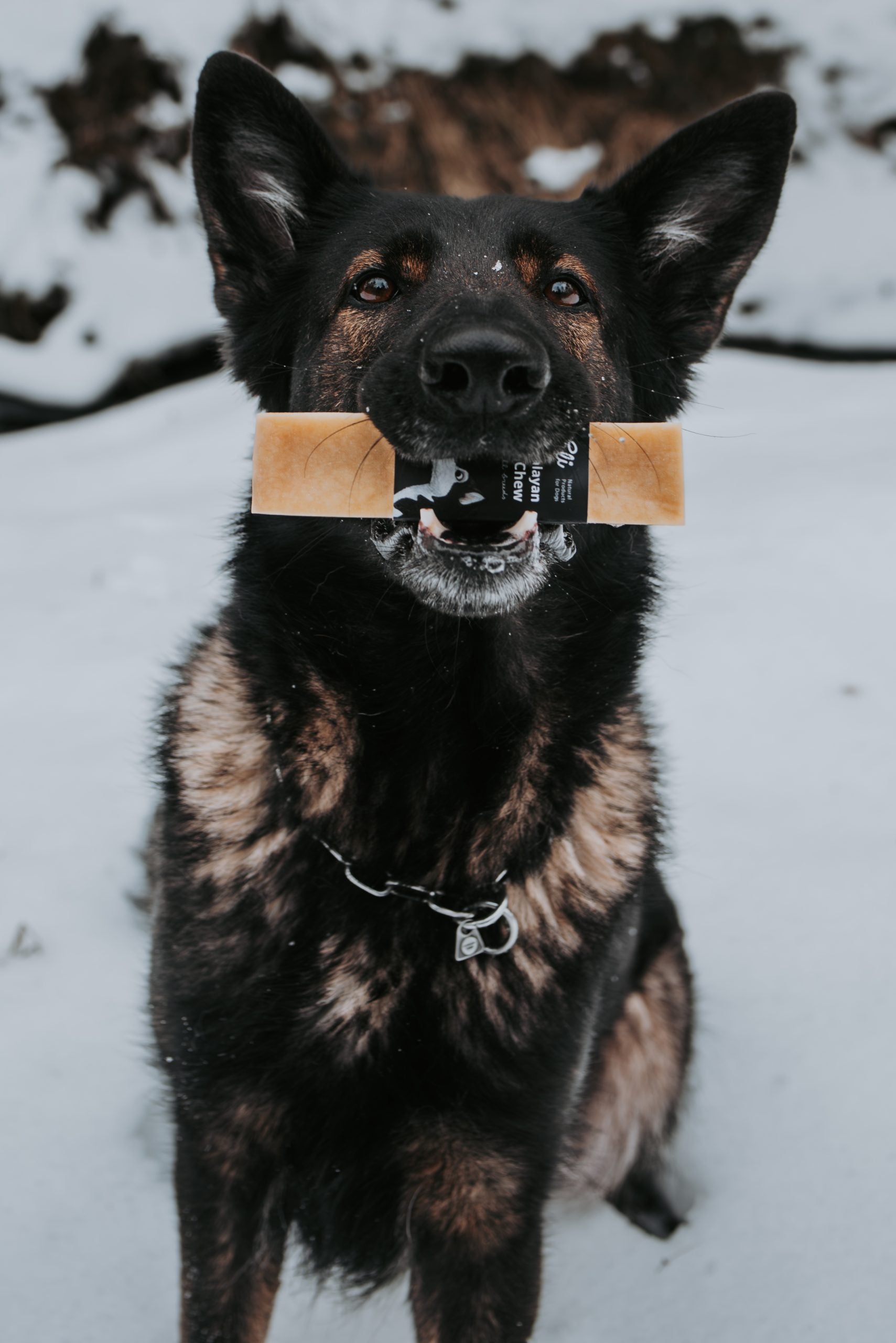 Premium Milk-Based Dog Chews