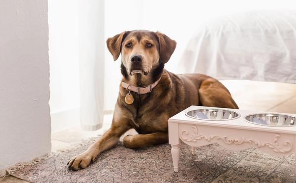 French Chic Elevated Pet Bowl / Feeder