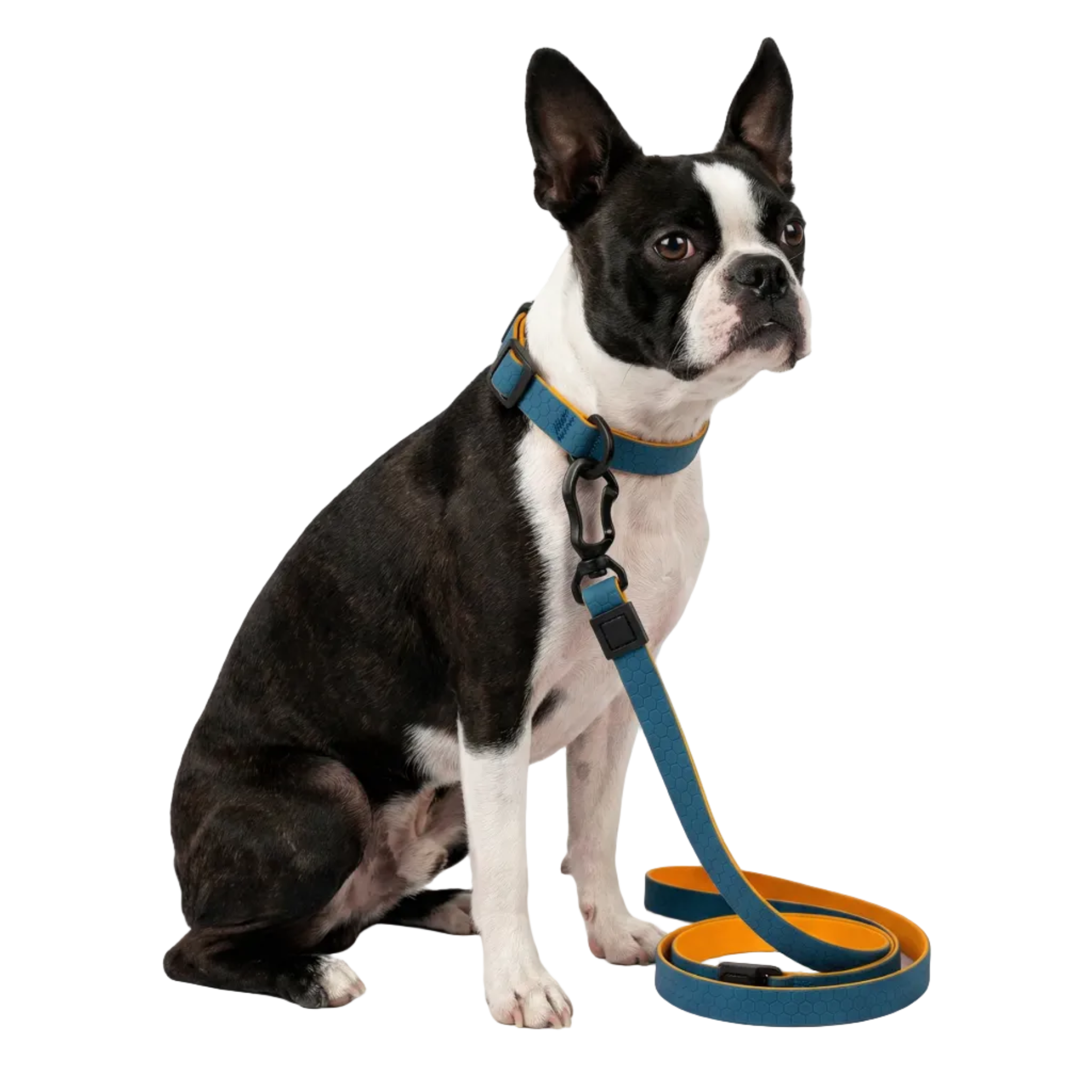 Boston Terrier in Blue Hexagon Waterproof Walk Set
