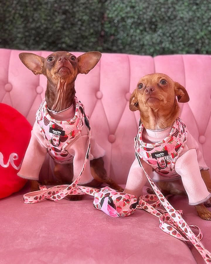 ChocoBerry Bliss Adjustable Harness