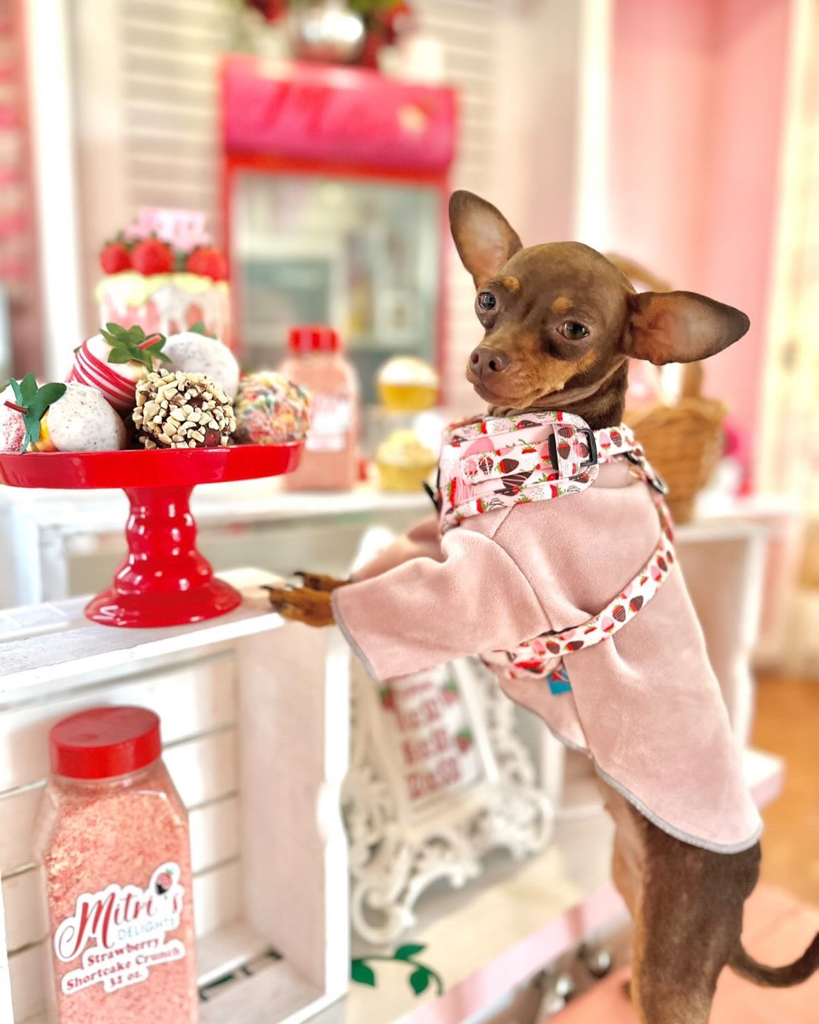 ChocoBerry Bliss Adjustable Harness