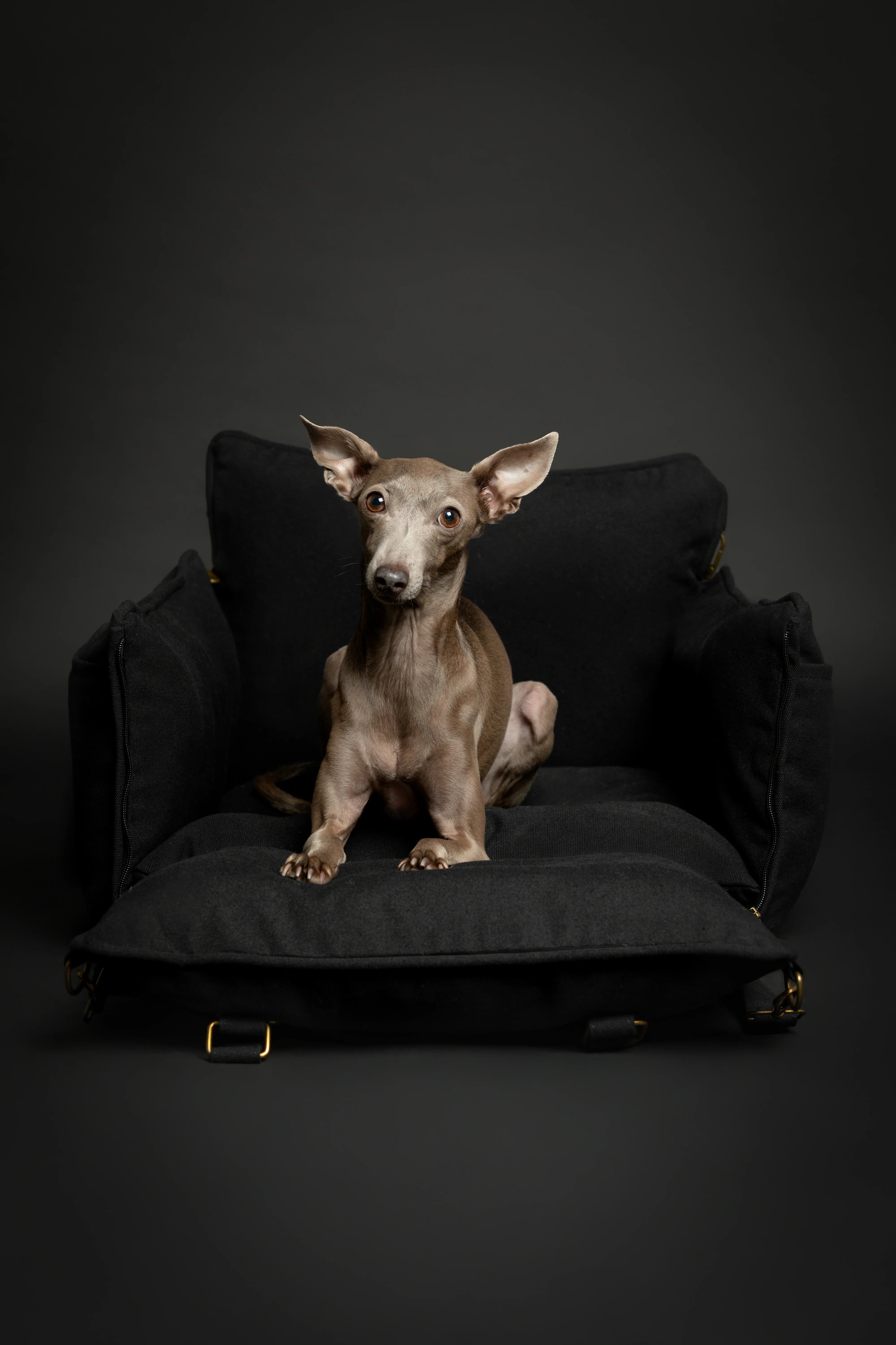 Dog Car Seat Carrier Orthopedic Crushed Foam, Black, Canvas